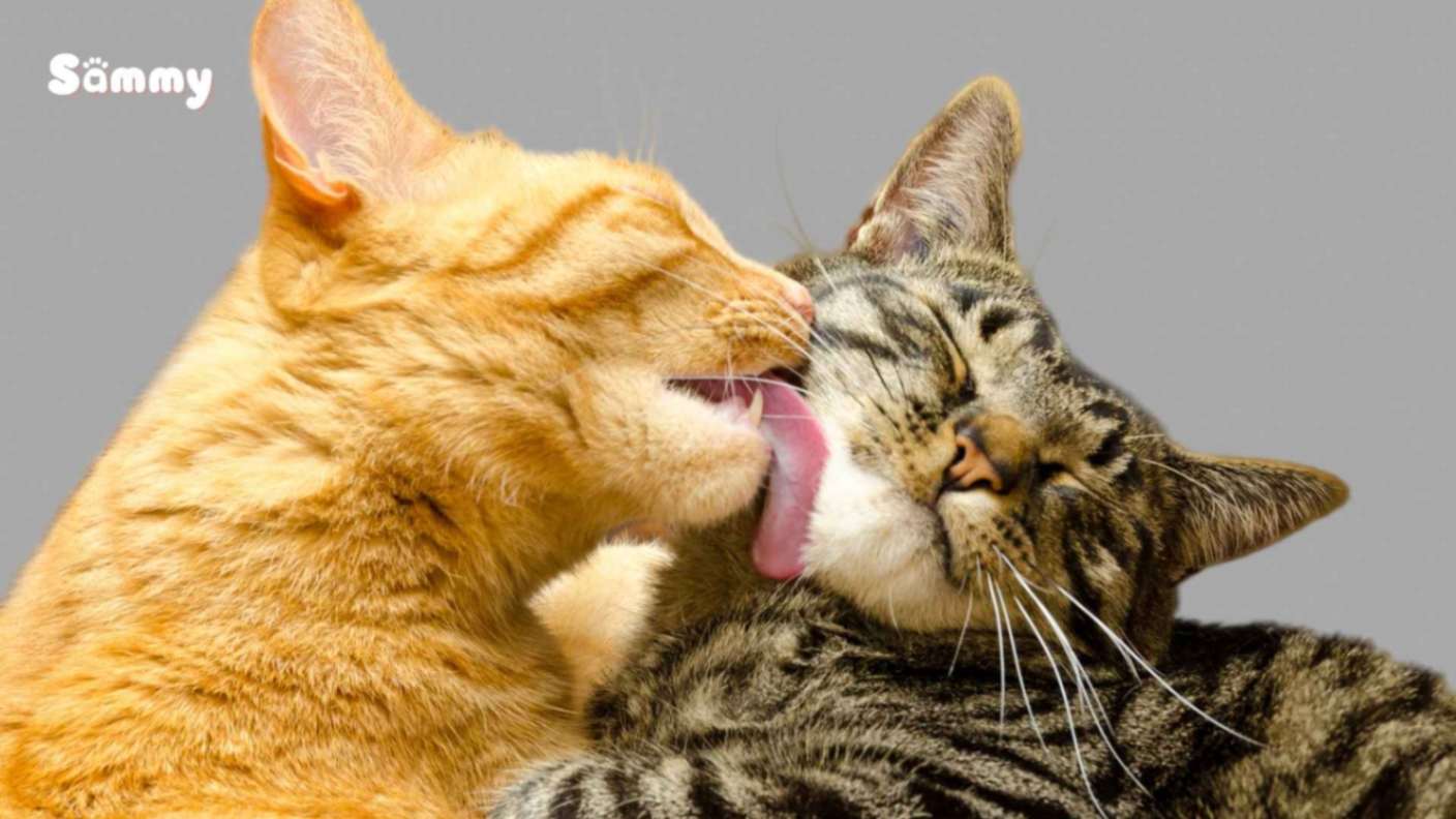 Có thể là do mèo gào đực