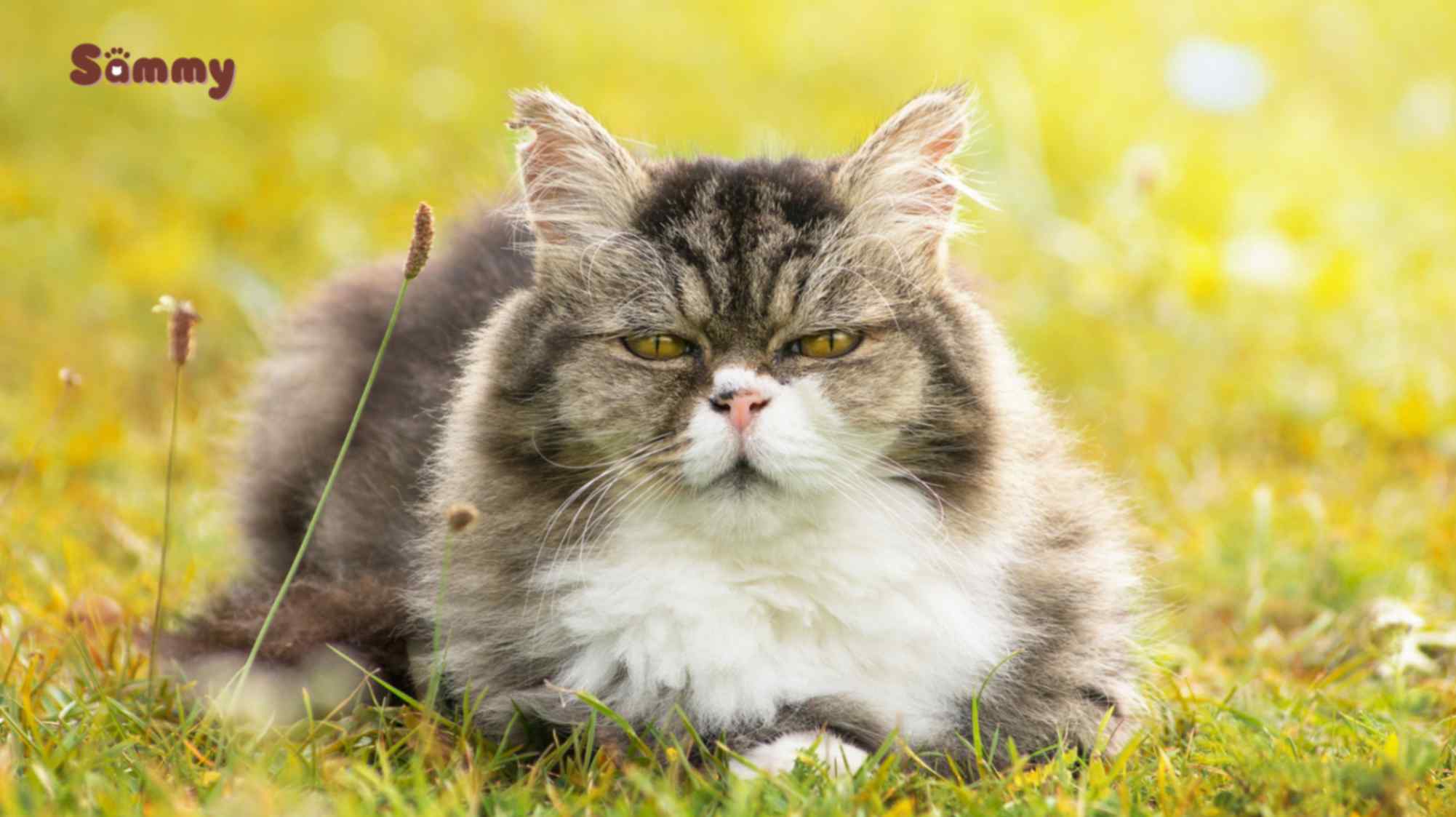 mèo già có khả năng cao bị béo phì