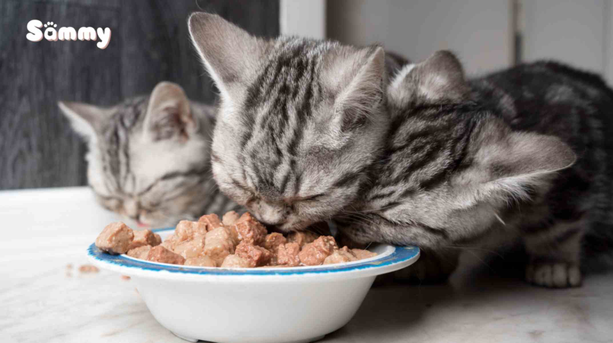 Mèo Bỏ Ăn Nguyên Nhân Do Đâu và Cách Xử Lý Tình Trạng Này mèo bỏ ăn