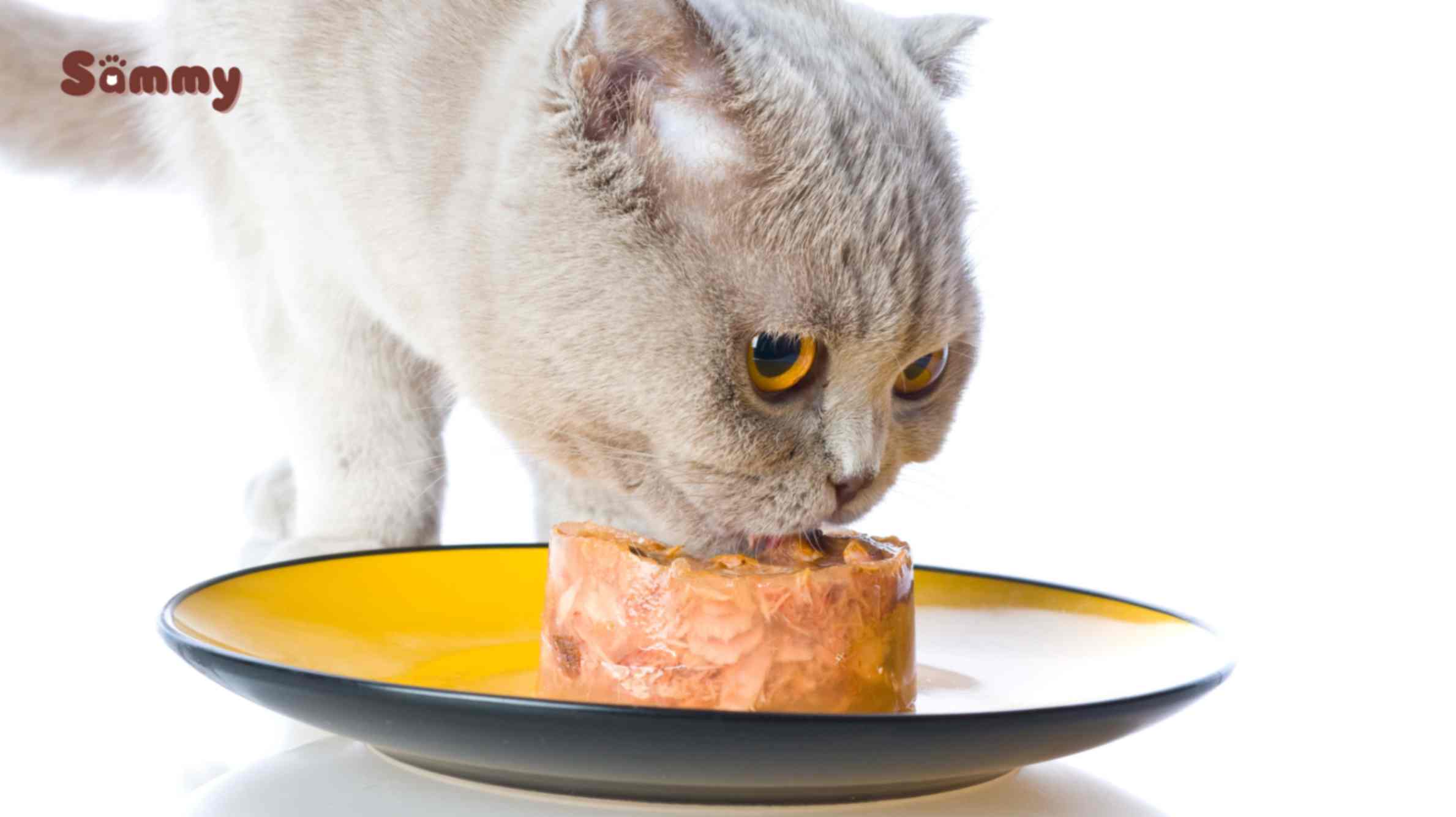 Mèo Bỏ Ăn Nguyên Nhân Do Đâu và Cách Xử Lý Tình Trạng Này Thay đổi thức ăn cho mèo