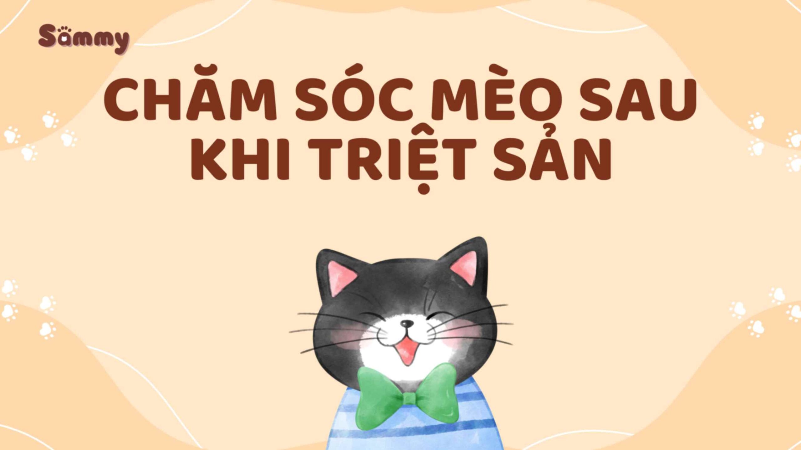 Lưu Ý khi Triệt Sản Cho Mèo và Chăm Sóc Sau Triệt