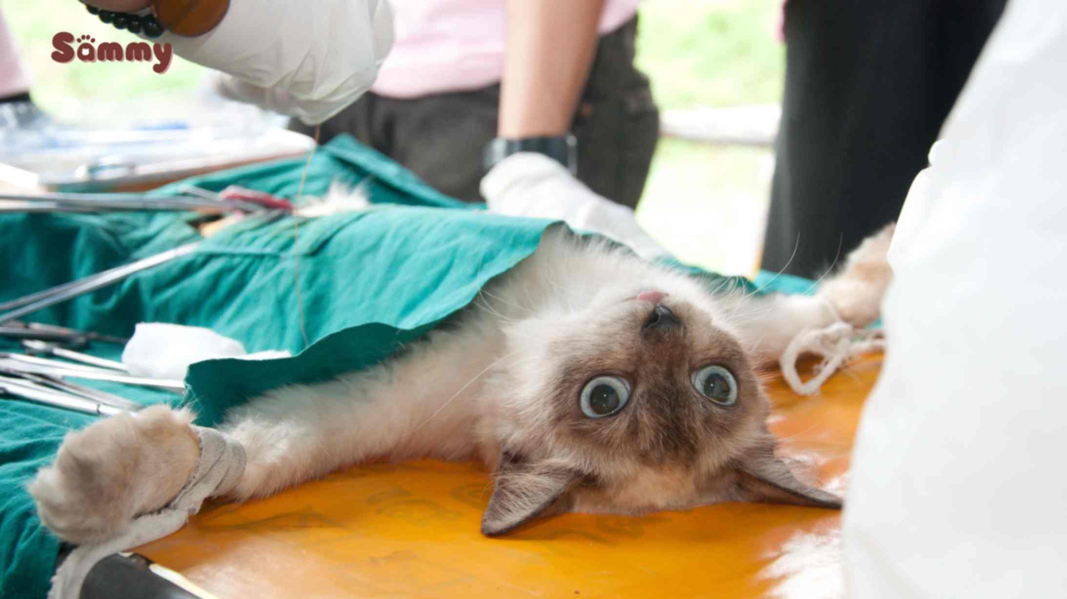 Triệt Sản Cho Mèo Có Cần Thiết Không? Tại Sao Phải Triệt Mèo từ mấy tuổi nên đi triệt sản